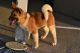Akita Puppies for sale in Pinon Hills, CA, USA. price: $550