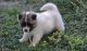 Akita Puppies for sale in Bakersfield, CA, USA. price: $400