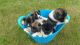 Akita Puppies for sale in Corpus Christi, TX, USA. price: NA