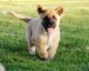 Akita Puppies for sale in Springfield, MA, USA. price: $450