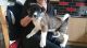 Akita Puppies for sale in Phoenix, AZ, USA. price: NA