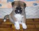 Akita Puppies for sale in Detroit, MI, USA. price: NA