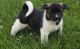 Akita Puppies for sale in Anaheim, CA, USA. price: NA