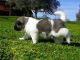 Akita Puppies for sale in Axis, AL 36505, USA. price: NA