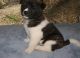 Akita Puppies for sale in Chandler, AZ, USA. price: NA