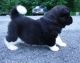 Akita Puppies for sale in Washington, DC, USA. price: NA