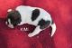 Akita Puppies for sale in Palm Bay, FL, USA. price: NA