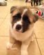 Akita Puppies for sale in Waimea, HI 96743, USA. price: $1,200