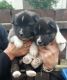 Akita Puppies for sale in Denver, CO, USA. price: NA
