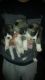 Akita Puppies for sale in Kingston, ID 83839, USA. price: NA
