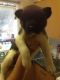 Akita Puppies for sale in Bass Harbor, Tremont, ME 04653, USA. price: NA