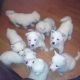 Akita Puppies for sale in New Orleans, LA, USA. price: $260