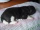 Akita Puppies for sale in Stoutsville, OH 43154, USA. price: NA