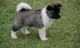 Akita Puppies for sale in Brighton SA 5048, Australia. price: $400