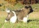 Akita Puppies for sale in Brownton, MN 55312, USA. price: $800