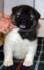 Akita Puppies for sale in Sacramento, CA, USA. price: NA