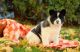 Akita Puppies for sale in New York, NY, USA. price: NA