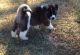 Akita Puppies for sale in Batesburg-Leesville, SC, USA. price: NA