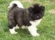 Akita Puppies for sale in Amarillo, TX, USA. price: NA