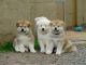 Akita Puppies for sale in Honolulu, HI, USA. price: NA