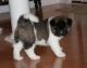 Akita Puppies for sale in Spokane, WA, USA. price: NA