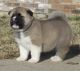 Akita Puppies for sale in Washington, DC, USA. price: $350