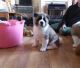Akita Puppies for sale in Springfield, MA, USA. price: NA