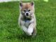 Akita Puppies for sale in Springfield, MO, USA. price: NA
