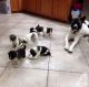 Akita Puppies for sale in Madison, WI, USA. price: NA