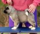 Akita Puppies for sale in Oregon City, OR 97045, USA. price: $400