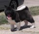Akita Puppies for sale in Columbus, MT 59019, USA. price: $350