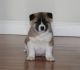 Akita Puppies for sale in Alexander, IL, USA. price: $450