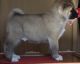 Akita Puppies for sale in South Bend, IN, USA. price: NA