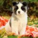 Akita Puppies for sale in Fresno, CA, USA. price: NA