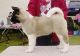 Akita Puppies for sale in Birmingham, AL, USA. price: NA