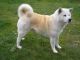 Akita Puppies for sale in Little Rock, AR, USA. price: NA
