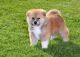 Akita Puppies for sale in West Covina, CA, USA. price: NA