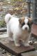 Akita Puppies for sale in Huntsville, AL, USA. price: NA