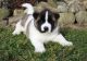 Akita Puppies for sale in Allentown, PA, USA. price: NA