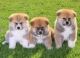 Akita Puppies for sale in Bakersfield, CA, USA. price: NA