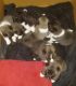 Akita Puppies for sale in Jersey City, NJ, USA. price: NA