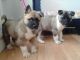 Akita Puppies for sale in Beaver Creek, CO 81620, USA. price: NA