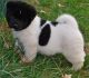 Akita Puppies for sale in Ontario, CA, USA. price: NA