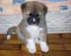 Akita Puppies for sale in Newark, NJ, USA. price: NA