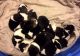 Akita Puppies for sale in Battle Lake, MN 56515, USA. price: $500