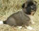 Akita Puppies for sale in Minneapolis, MN, USA. price: NA