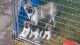 Akita Puppies for sale in Algonac, MI 48001, USA. price: NA