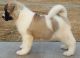 Akita Puppies for sale in Tonasket, WA 98855, USA. price: NA