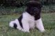 Akita Puppies for sale in Daly City, CA, USA. price: NA