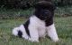 Akita Puppies for sale in Ashland, VA 23005, USA. price: NA